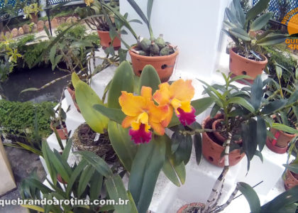 Orquídeas Jardim Botânico