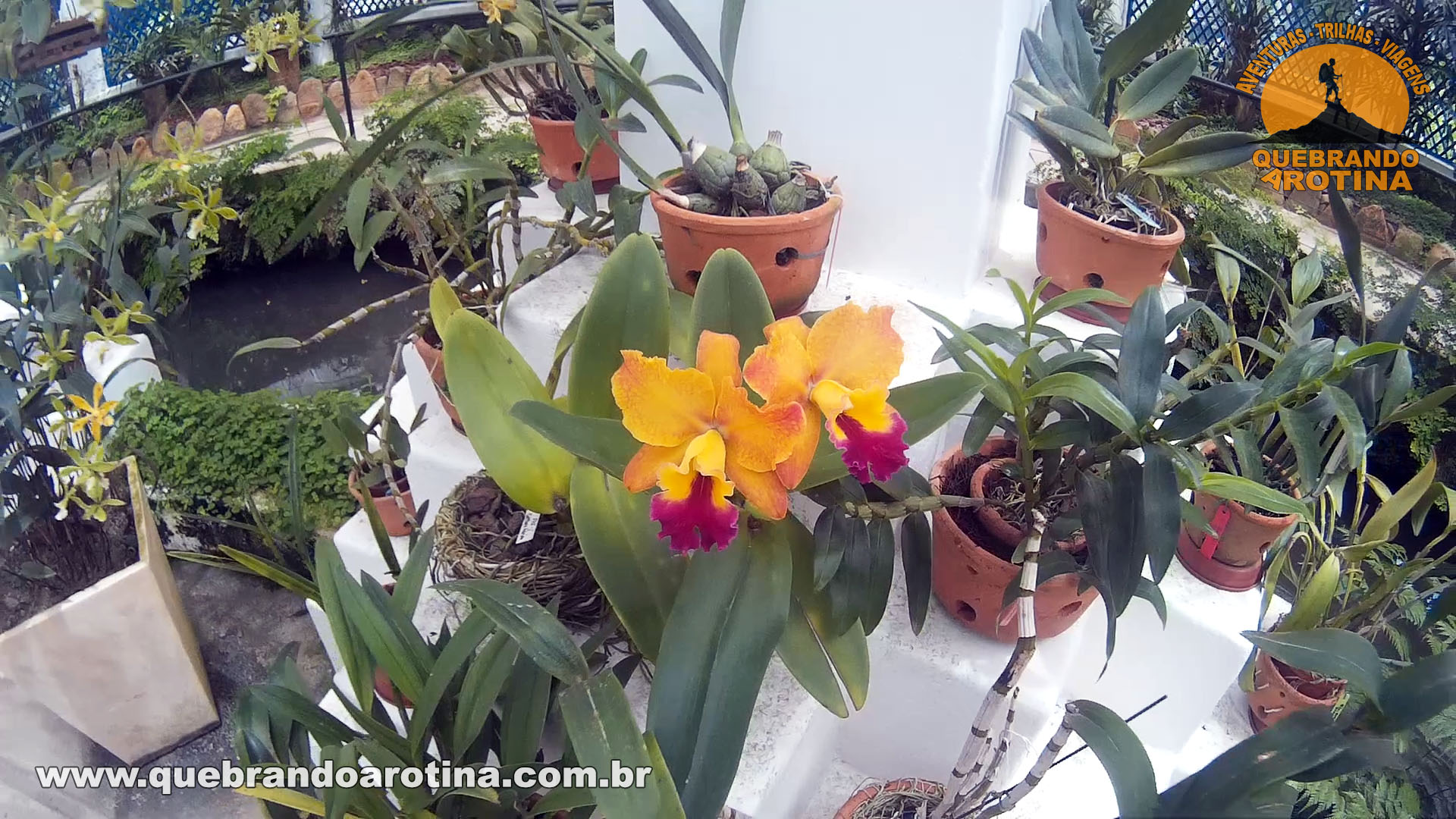 Orquídeas Jardim Botânico