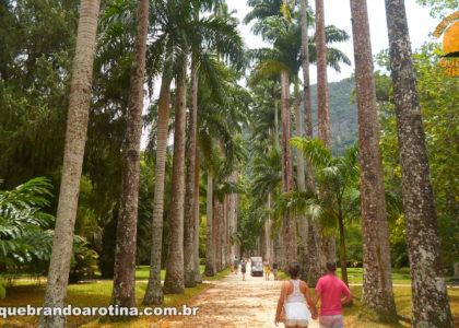 Palmeiras Imperiais Jardim Botânico Rio de Janeiro