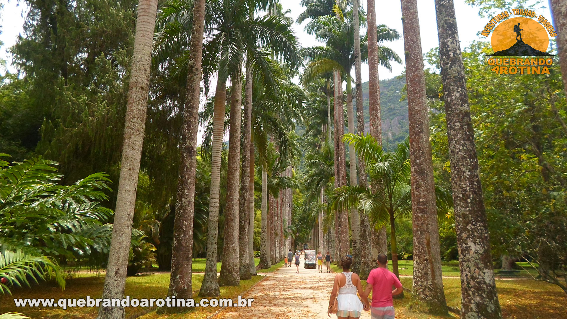 Palmeiras Imperiais Jardim Botânico Rio de Janeiro