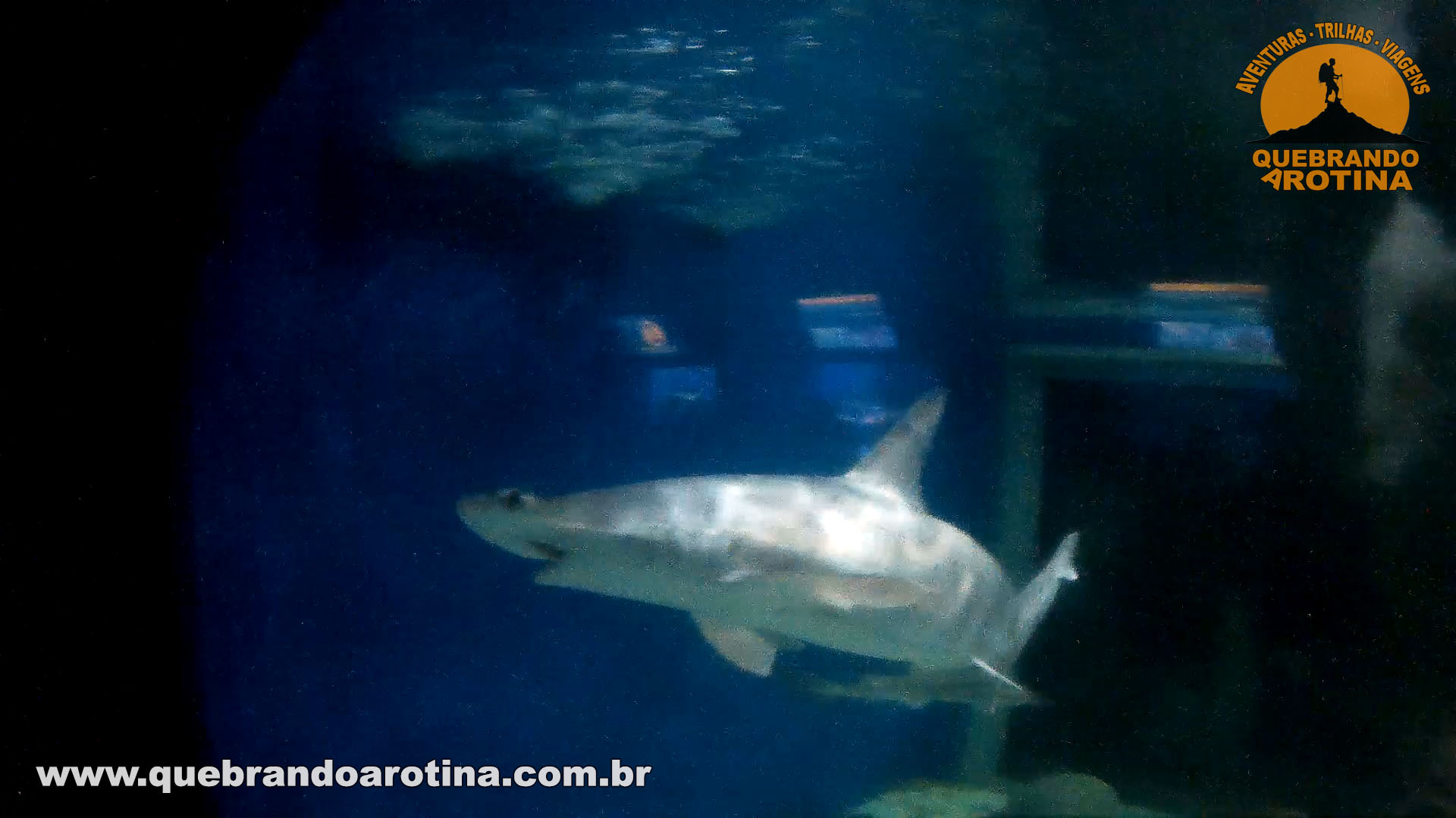 Tubarão Martelo Aquário Rio de Janeiro