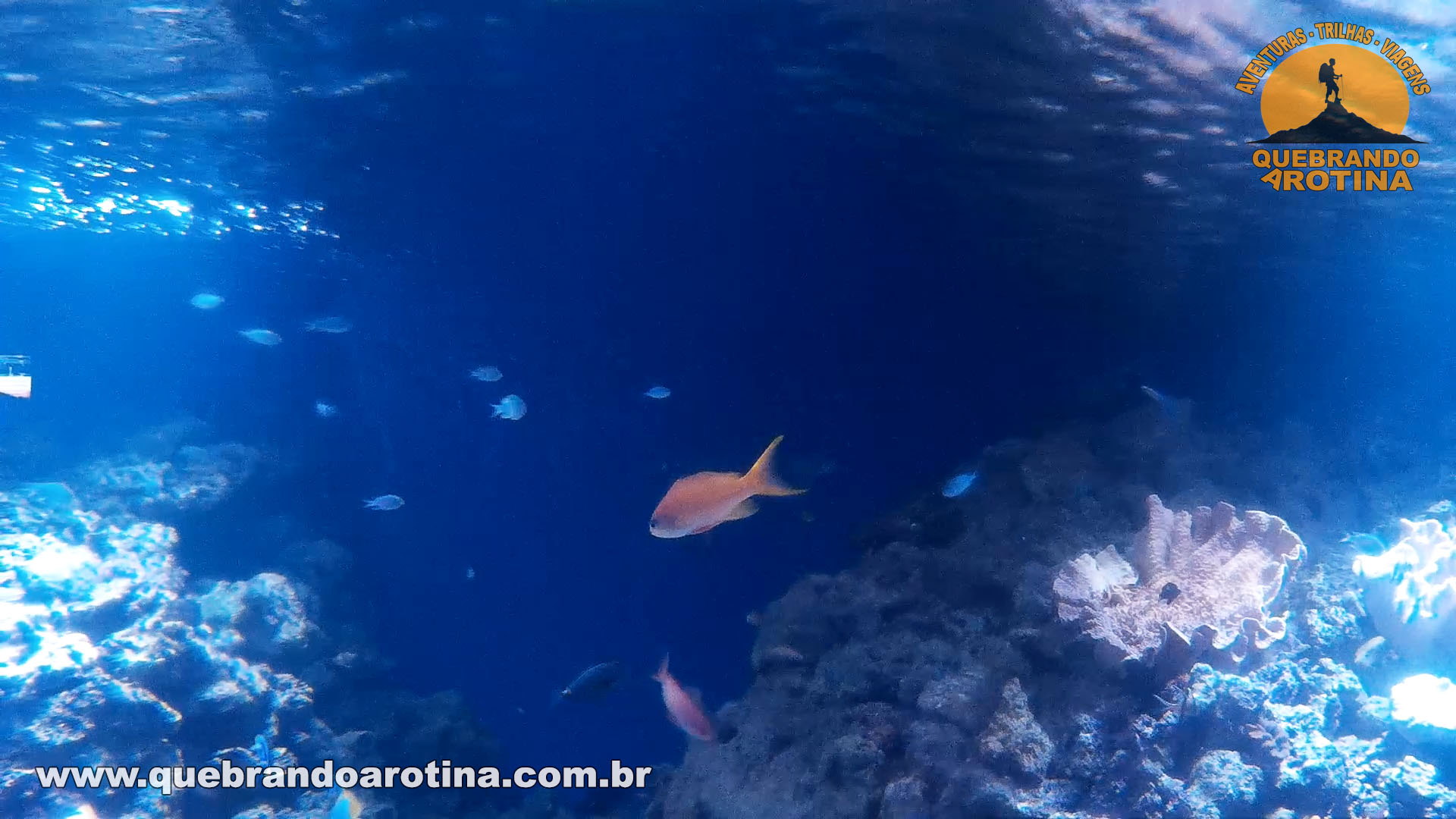 Aquário do Rio de Janeiro peixes