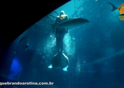 Sereia do Aquário do Rio de Janeiro