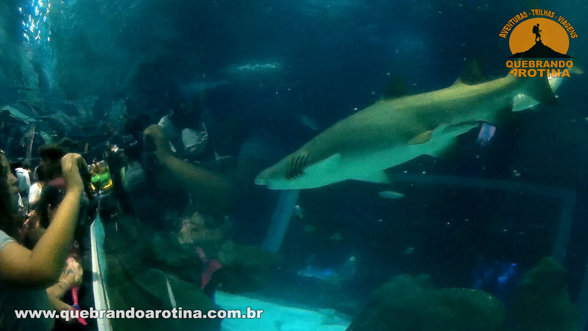 Tubarão Branco no Aquário no Rio de Janeiro
