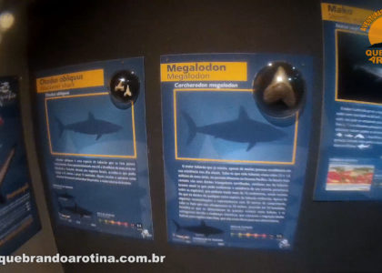 Dente do Megalodon o maior tubarão já existente.