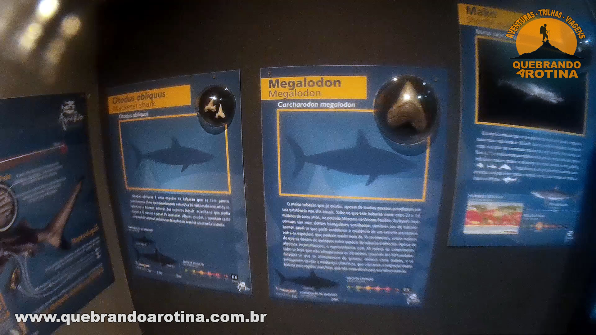 Dente do Megalodon o maior tubarão já existente.