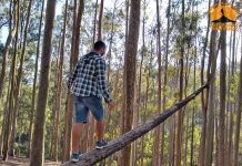 Bosque dos Eucaliptos no Parque da Cidade de Niterói, Dicas e Como Chegar. bosque dos eucaliptos niteroi
