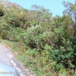estrada para o pico da caledonia