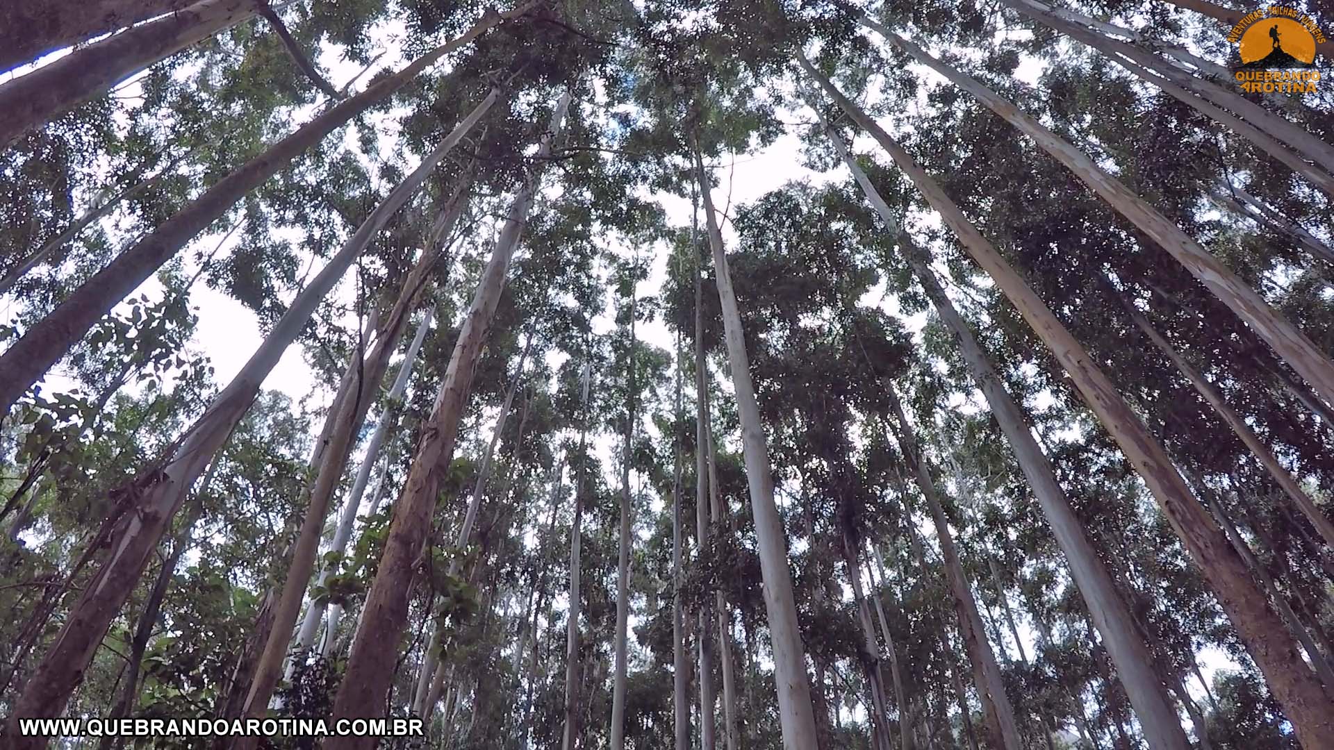 bosque dos eucaliptos parque estadual dos tres picos