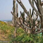 mirante da prainha