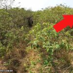 trajeto para o mirante da cabloca